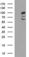 Programmed Cell Death 6 Interacting Protein antibody, TA507312, Origene, Western Blot image 