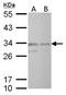 CAMP Responsive Element Modulator antibody, NBP2-16009, Novus Biologicals, Western Blot image 