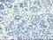 Leukotriene A4 Hydrolase antibody, TA500671, Origene, Immunohistochemistry frozen image 