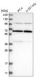 R3H Domain And Coiled-Coil Containing 1 antibody, HPA023153, Atlas Antibodies, Western Blot image 