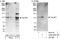 HIV-1 Tat Specific Factor 1 antibody, A302-023A, Bethyl Labs, Immunoprecipitation image 