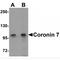 Coronin 7 antibody, MBS150621, MyBioSource, Western Blot image 