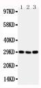 CD134 antibody, PA2136-2, Boster Biological Technology, Western Blot image 