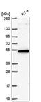 G-Patch Domain Containing 4 antibody, PA5-65858, Invitrogen Antibodies, Western Blot image 