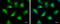 6-Phosphogluconolactonase antibody, GTX120327, GeneTex, Immunocytochemistry image 