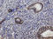 Proline/serine-rich coiled-coil protein 2 antibody, LS-C134127, Lifespan Biosciences, Immunohistochemistry paraffin image 