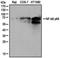 p65 antibody, NB100-56502, Novus Biologicals, Western Blot image 