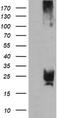 UMP/CMPK antibody, TA505376, Origene, Western Blot image 