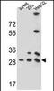 Phosphoglycerate Mutase Family Member 4 antibody, PA5-71806, Invitrogen Antibodies, Western Blot image 