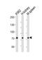 SDA1 Domain Containing 1 antibody, PA5-49391, Invitrogen Antibodies, Western Blot image 