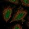 Coiled-Coil Domain Containing 122 antibody, PA5-65914, Invitrogen Antibodies, Immunofluorescence image 