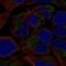 Malonyl-CoA-acyl carrier protein transacylase, mitochondrial antibody, HPA003122, Atlas Antibodies, Immunofluorescence image 
