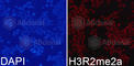 Histone H3.1t antibody, A3155, ABclonal Technology, Immunofluorescence image 