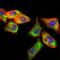 Prosaposin antibody, GTX60673, GeneTex, Immunofluorescence image 