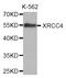 X-Ray Repair Cross Complementing 4 antibody, LS-C349226, Lifespan Biosciences, Western Blot image 