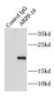CAMP Regulated Phosphoprotein 19 antibody, FNab00606, FineTest, Immunoprecipitation image 