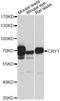 Cryptochrome Circadian Regulator 1 antibody, LS-C748702, Lifespan Biosciences, Western Blot image 