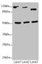 NFIL3 antibody, LS-C682130, Lifespan Biosciences, Western Blot image 