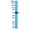 CD13 antibody, M02591-2, Boster Biological Technology, Western Blot image 
