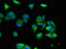 FMR1 Autosomal Homolog 1 antibody, orb48220, Biorbyt, Immunofluorescence image 
