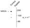 Glutamate Ionotropic Receptor NMDA Type Subunit 2A antibody, TA309190, Origene, Western Blot image 