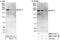 Regulatory Factor X7 antibody, NBP1-71819, Novus Biologicals, Western Blot image 
