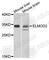 ELMO Domain Containing 2 antibody, A7859, ABclonal Technology, Western Blot image 