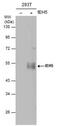 Influenza A H5N1 Hemagglutinin antibody, MA5-27871, Invitrogen Antibodies, Western Blot image 