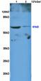p65 antibody, orb11118, Biorbyt, Western Blot image 
