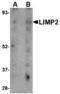 SCARB2 antibody, MBS150433, MyBioSource, Western Blot image 