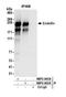 Zinc Finger FYVE-Type Containing 16 antibody, NBP2-36538, Novus Biologicals, Western Blot image 