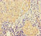 LHFPL Tetraspan Subfamily Member 1 antibody, LS-C399008, Lifespan Biosciences, Immunohistochemistry paraffin image 