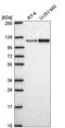 Methylenetetrahydrofolate Dehydrogenase (NADP+ Dependent) 1 Like antibody, HPA074911, Atlas Antibodies, Western Blot image 