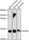 NECC1 antibody, GTX66394, GeneTex, Western Blot image 