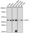 C-X-C Motif Chemokine Receptor 2 antibody, 19-026, ProSci, Western Blot image 