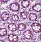 Ran GTPase Activating Protein 1 antibody, LS-C162436, Lifespan Biosciences, Immunohistochemistry frozen image 