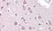HAP1 antibody, PA5-18616, Invitrogen Antibodies, Immunohistochemistry frozen image 