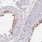 Chromosome 4 Open Reading Frame 50 antibody, NBP2-49279, Novus Biologicals, Immunohistochemistry frozen image 