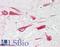 Calnexin antibody, LS-B12416, Lifespan Biosciences, Immunohistochemistry paraffin image 