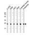 Putative cytochrome b-c1 complex subunit Rieske-like protein 1 antibody, M19448, Boster Biological Technology, Western Blot image 