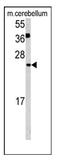 Glutaredoxin 2 antibody, AP20046PU-N, Origene, Western Blot image 