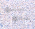 Deoxyuridine Triphosphatase antibody, A2901, ABclonal Technology, Immunohistochemistry paraffin image 