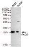 Fas Associated Via Death Domain antibody, TA346944, Origene, Western Blot image 