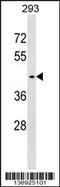 Serine incorporator 3 antibody, 58-916, ProSci, Western Blot image 