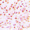 SUMO Specific Peptidase 6 antibody, LS-C354490, Lifespan Biosciences, Immunohistochemistry paraffin image 