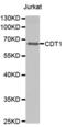 Chromatin Licensing And DNA Replication Factor 1 antibody, abx000758, Abbexa, Western Blot image 