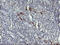 Deleted In Primary Ciliary Dyskinesia Homolog (Mouse) antibody, M12820, Boster Biological Technology, Immunohistochemistry paraffin image 