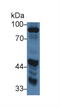 Amine Oxidase Copper Containing 1 antibody, LS-C294121, Lifespan Biosciences, Western Blot image 