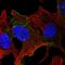 CELR1 antibody, HPA052976, Atlas Antibodies, Immunocytochemistry image 