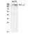 Phospholipase C Gamma 2 antibody, LS-C385568, Lifespan Biosciences, Western Blot image 